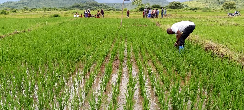 Empowering Communities Through Sustainable Agriculture